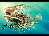 Sirens of the Sea.