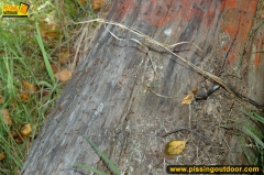 Outdoor pissing and insertions - N