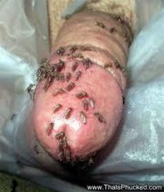 brutal pain cbt insertion bdsm extrem pervers xxl - N