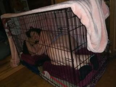 Daddy's pet slave - N