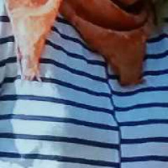 Fostermom`s avatar