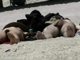 A couple of shameless nudists on the beach