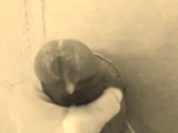 homemade gloryhole handjob with big cumshot